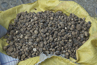 <span class="mw-page-title-main">Chuño</span> South American freeze-dried potato product