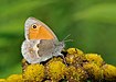 24 Commons:Picture of the Year/2011/R1/Coenonympha pamphilus qtl1.jpg