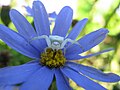 Aranha especializada dins la caça ais insèctes butinaires esconduda sus una flor.