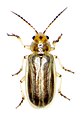 Galerucinae: Diorhabda carinulata