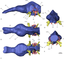 Erlikosaurus cranial endocast.png