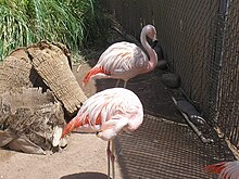 Flamingos at Las Vegas Zoo.JPG