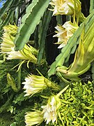 Hylocereus undatus ou Fleurs de pitaya.