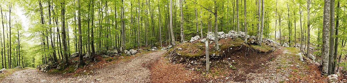 Panoramski pogled na bjelogoričnu šumu