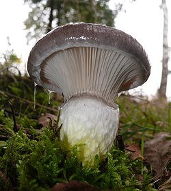 Gličioji geltonpėdė (Gomphidius glutinosus)