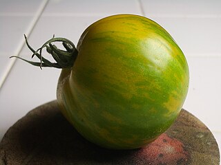 Green Zebra Variety of hybrid tomato