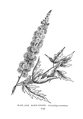 Actaea racemosa (as syn. Cimicifuca racemosa) Plate 79 in: A.Lounsberry: A guide to the wild flowers (1899)