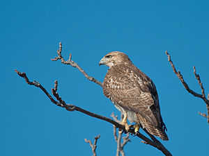 A red-tail hawk