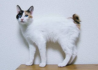 <span class="mw-page-title-main">Japanese Bobtail</span> Breed of cat