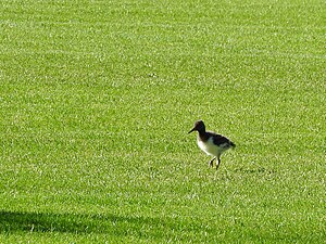 Juveniele scholekster (cropped)