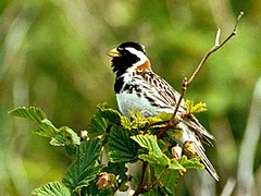 Laponemberizo Calcarius lapponicus