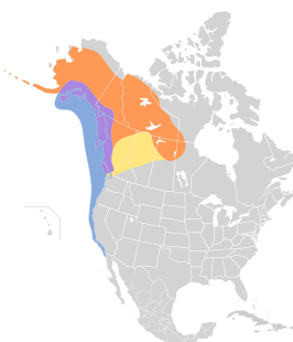 Amerikaanse stormmeeuw