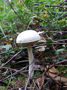 Palšasis raudonviršis (Leccinum holopus)