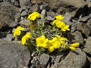 <i>Linum cariense</i> Species of flowering plant