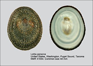 <i>Lottia persona</i> Species of gastropod