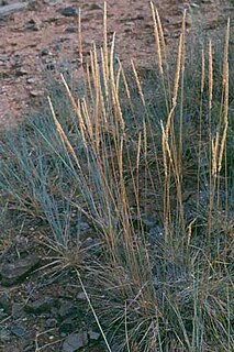 <i>Lycurus</i> Genus of grasses