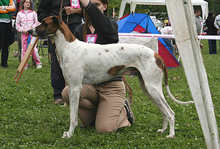 <span class="mw-page-title-main">Magyar Agár</span> Dog breed