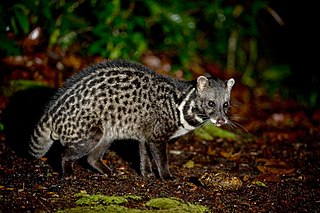 <span class="mw-page-title-main">Malayan civet</span> Species of carnivore