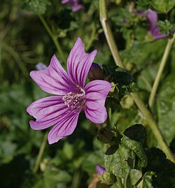 Malva sylvestris