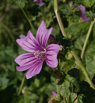 <i>Malva</i> Genus of flowering plants