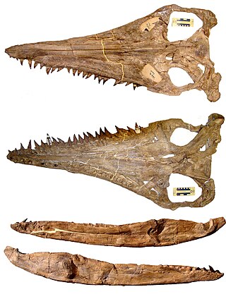 <i>Megacephalosaurus</i> Extinct genus of reptiles