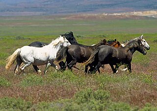 <span class="mw-page-title-main">Equine coat color</span> Horse coat colors and markings