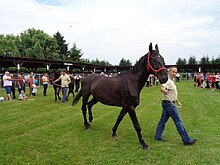 Cheval noir vu marchant de profil, tenu en main par un homme.