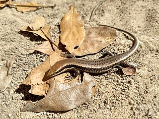 <span class="mw-page-title-main">Cope's mabuya</span> Species of lizard