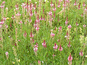 Onobrychis viciifolia