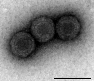 <i>Piscine orthoreovirus</i>