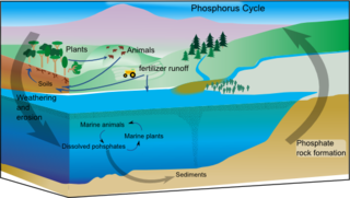 <span class="mw-page-title-main">Phosphorus cycle</span> Biogeochemical movement