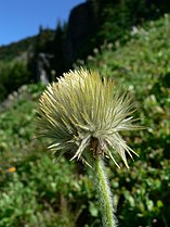 Anemone occidentalis