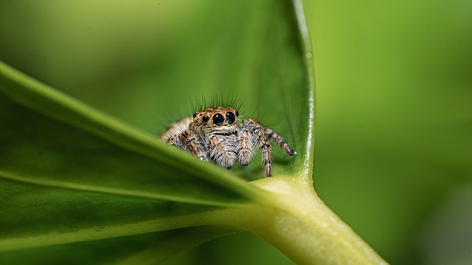 Italië: Carrhotus xanthogramma-spin