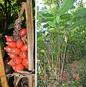 Renealmia alpinia