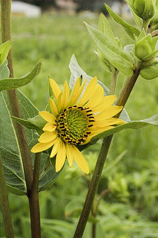 <i>Silphium integrifolium</i> Species of flowering plant