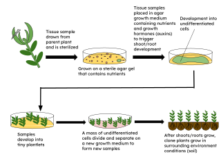 <span class="mw-page-title-main">Micropropagation</span> Practice in plant tissue culture