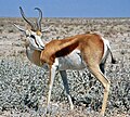 Springbok, national animal of South Africa