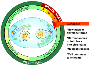 Telophase Final stage of a cell division for eukaryotic cells both in mitosis and meiosis