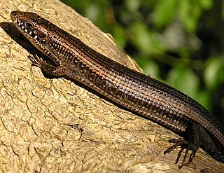 <i>Tetradactylus</i> Genus of lizards