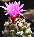 Turbinicarpus alonso