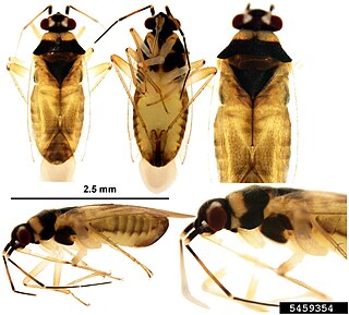 <i>Tytthus</i> Genus of true bugs