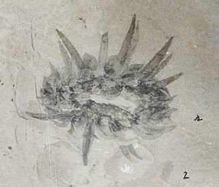 <i>Wiwaxia</i> Genus of Cambrian animals