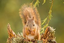 Close-up of a young red squirrel Young-red-squirrel.jpg