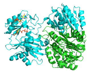 <span class="mw-page-title-main">Succinyl coenzyme A synthetase</span> Class of enzymes