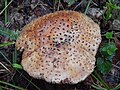 Amanita rubescens - klobuk