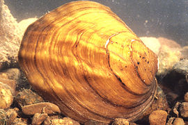 Amblema plicata