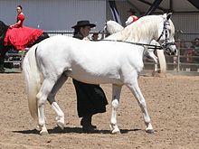 The dark skin under a white hair coat, easily seen at the muzzle and genitals, shows that this white-looking horse is actually a gray. Most horses that look "white" are actually grays. Andalusian.jpg