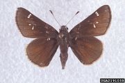 Atrytonopsis hianna (dusted skipper) Adult, dorsal view.