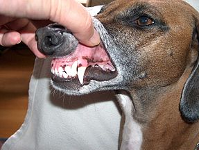 Dog teeth