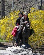 Balto by the ears forsythia jeh.jpg